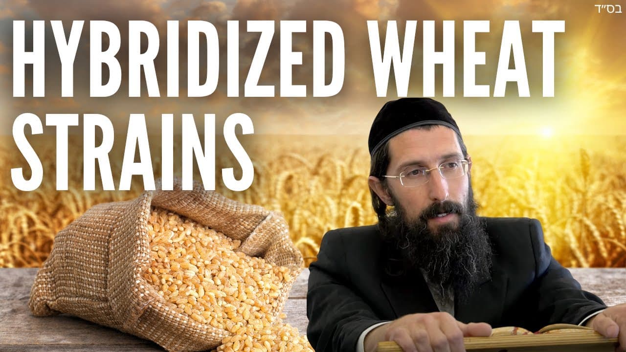 Hybridized Wheat Strains