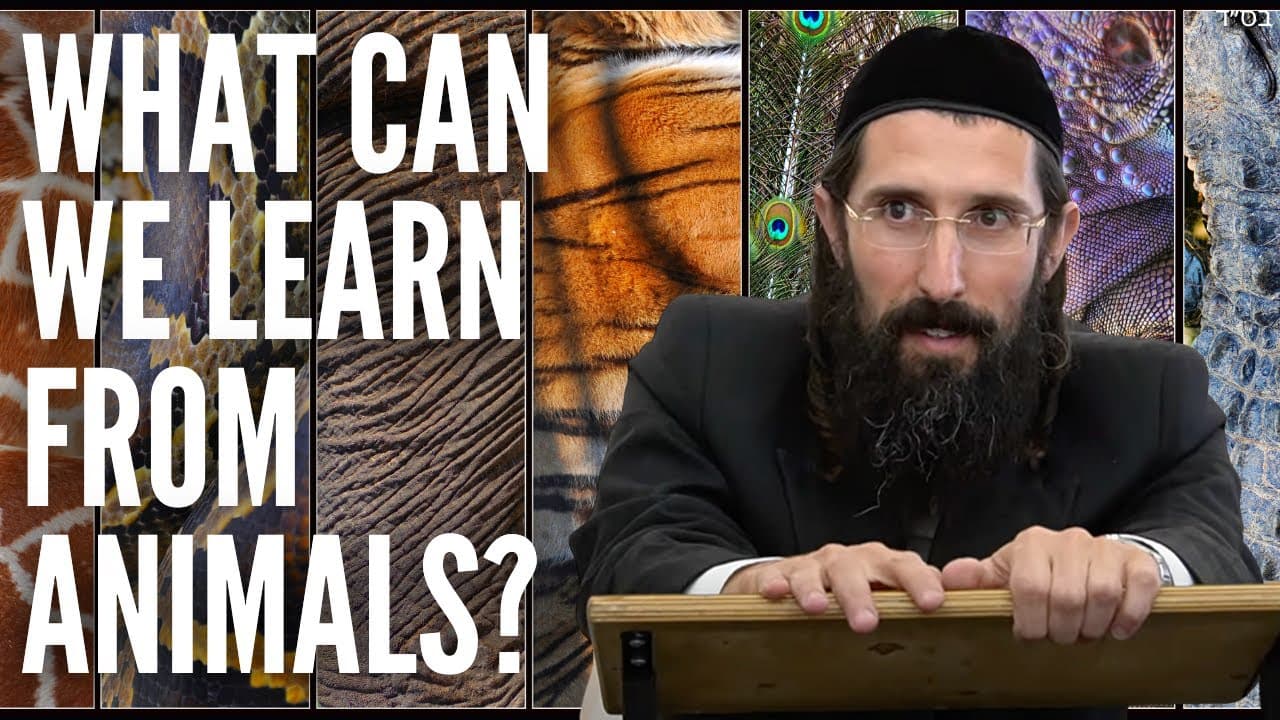 What Can We Learn From Animals?